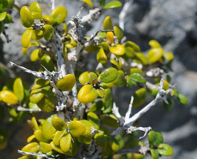 Ballochia rotundifolia