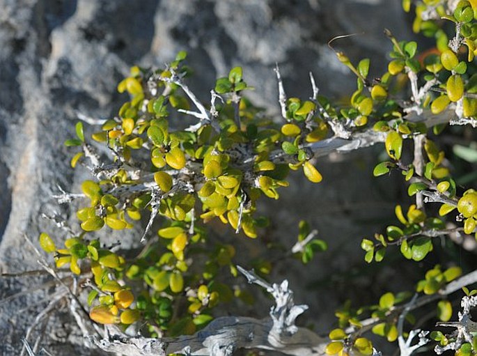 Ballochia rotundifolia