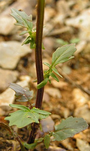 Barbarea vulgaris