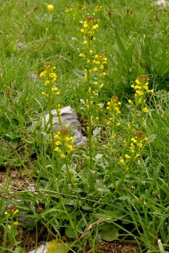 Barbarea bracteosa