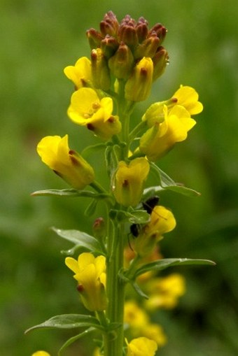 Barbarea bracteosa