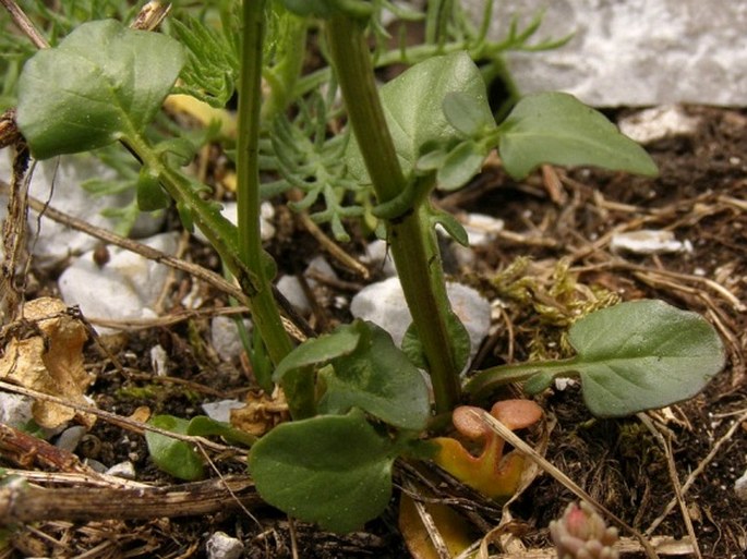 Barbarea bracteosa