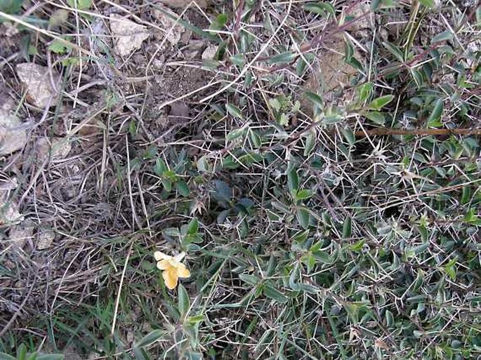 Barleria prionitis subsp. appressa