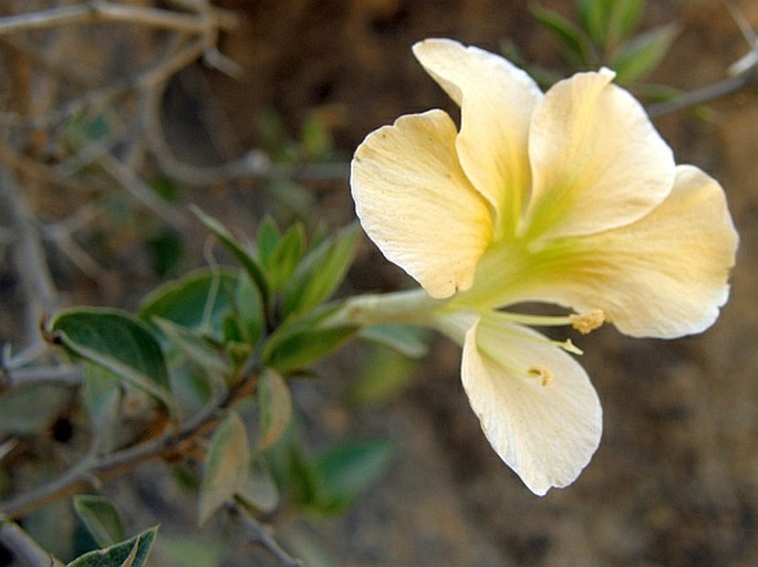 Barleria prionitis subsp. appressa