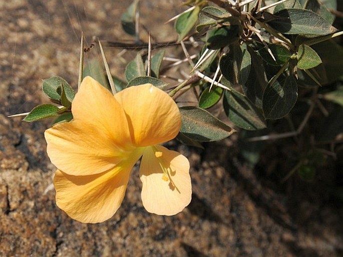 Barleria prionitis subsp. appressa