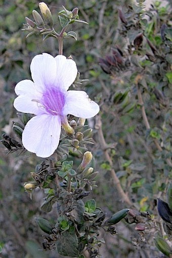 Barleria bispinosa