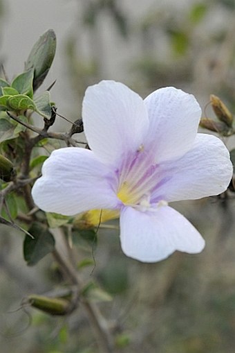 Barleria bispinosa