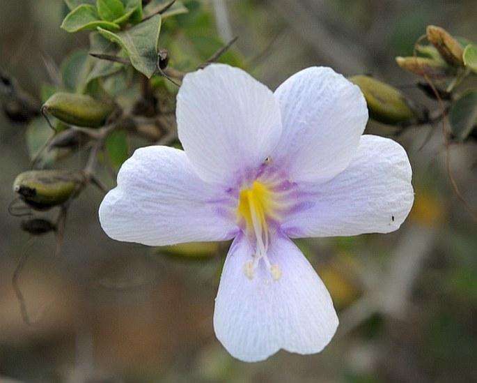 BARLERIA BISPINOSA (Forssk.) Vahl