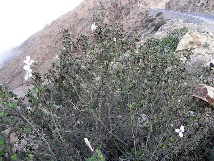 Barleria bispinosa