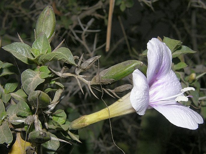 Barleria bispinosa