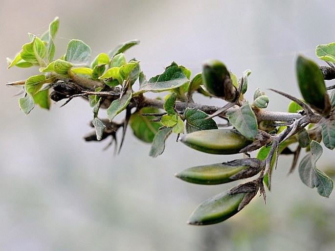 Barleria bispinosa