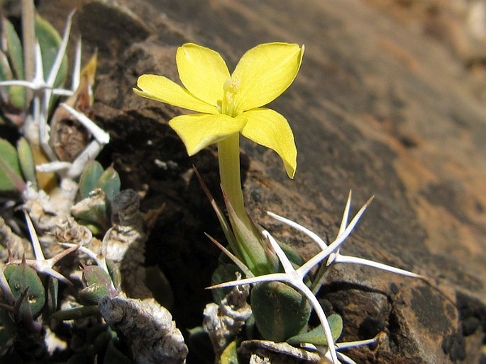 BARLERIA TETRACANTHA Balf. f.