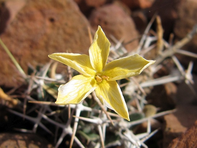 Barleria tetracantha