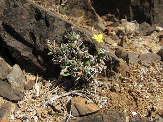 Barleria tetracantha