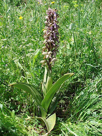 Himantoglossum robertianum