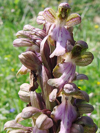 Himantoglossum robertianum