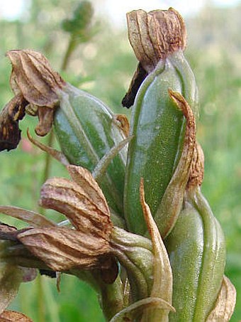 Himantoglossum robertianum