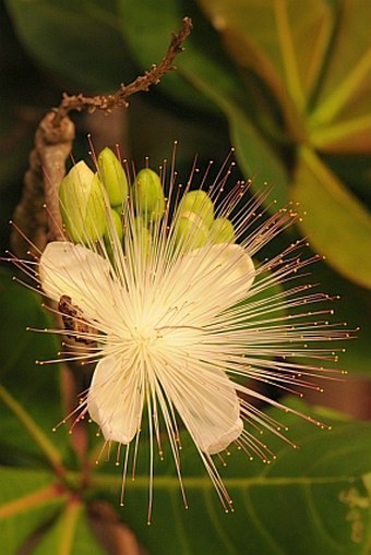 Barringtonia asiatica