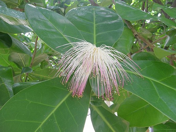 Barringtonia asiatica