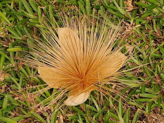 Barringtonia asiatica