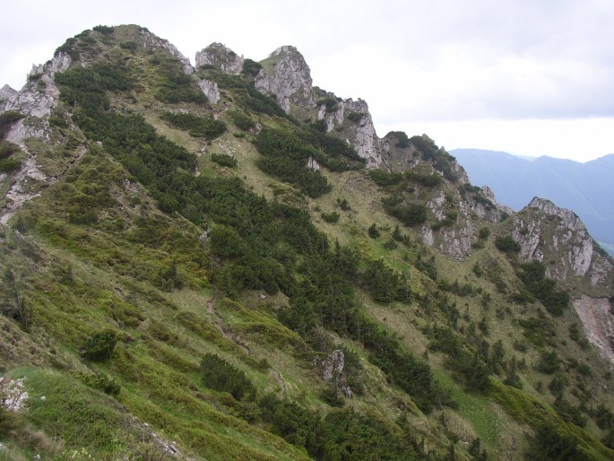 Bartsia alpina