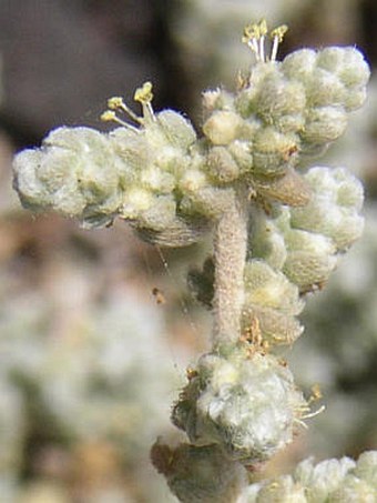 Chenoleoides tomentosa