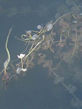 Ranunculus circinatus