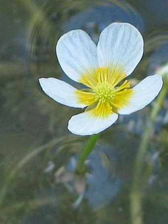 Ranunculus circinatus