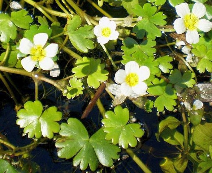 RANUNCULUS AQUATILIS L. - lakušník vodní / močiarka vodná