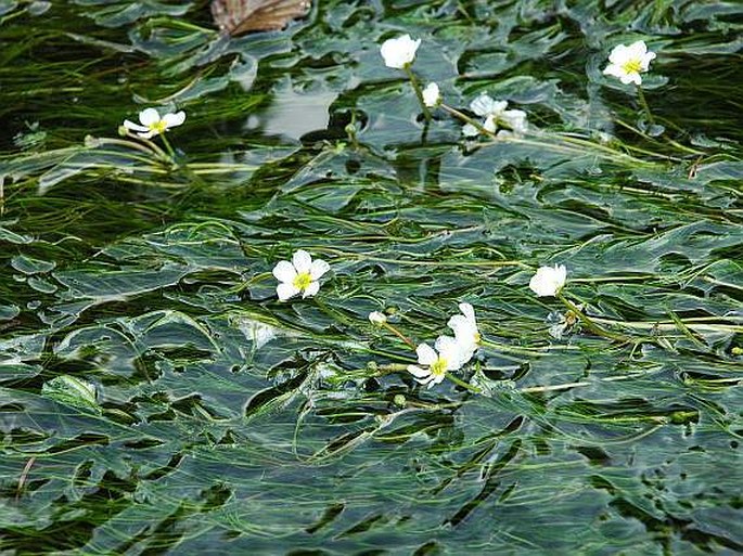 Ranunculus fluitans