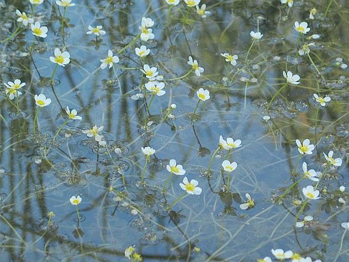 Ranunculus circinatus