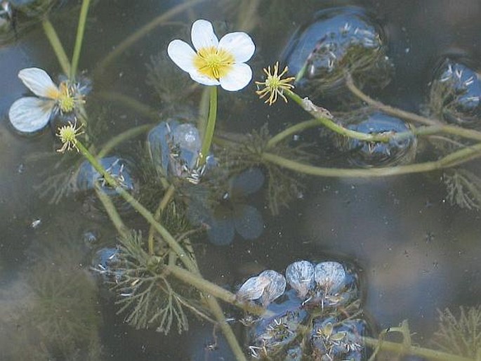 RANUNCULUS CIRCINATUS Sibth. - lakušník okrouhlý / močiarka okrúhla