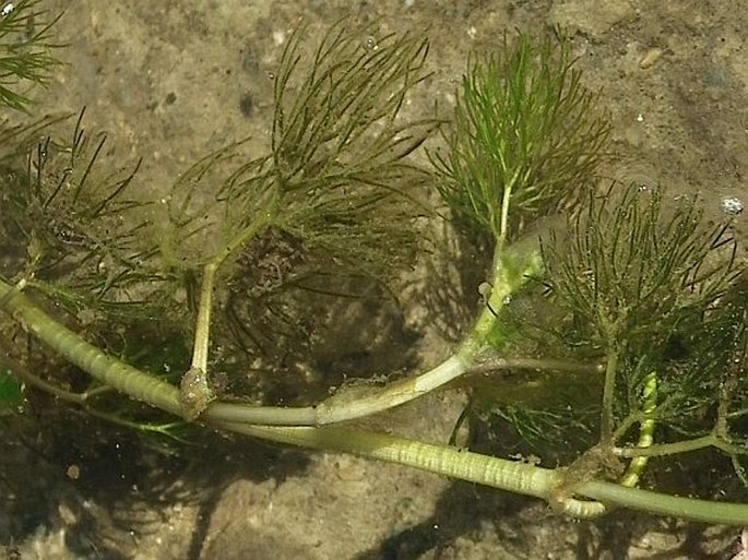 Ranunculus trichophyllus