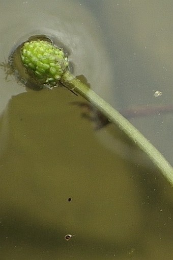 Ranunculus rionii