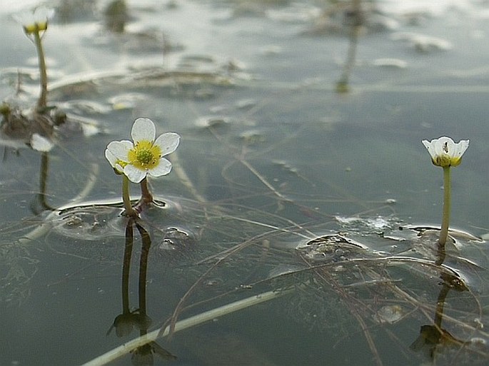 RANUNCULUS RIONII Lagger - lakušník Rionův / močiarka Rioniho