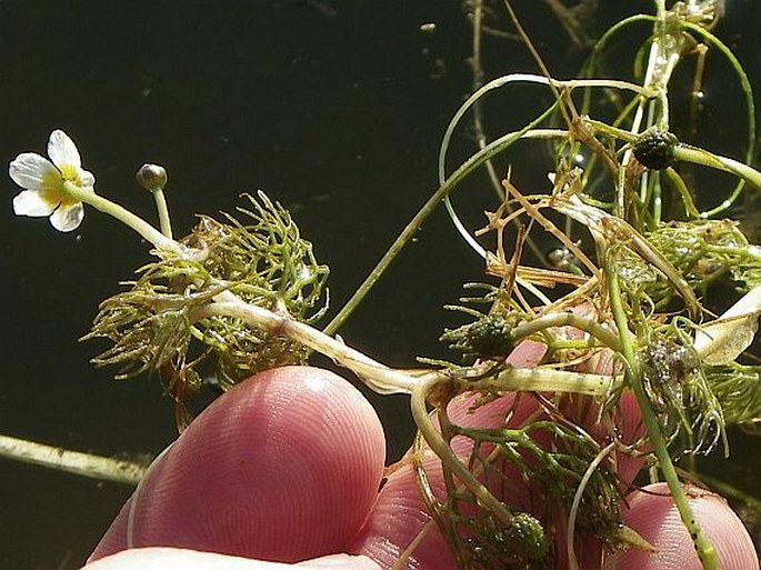 Ranunculus rionii