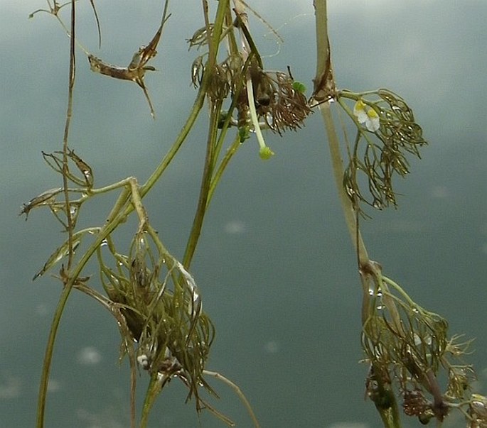 Ranunculus rionii