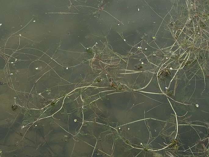 Ranunculus rionii