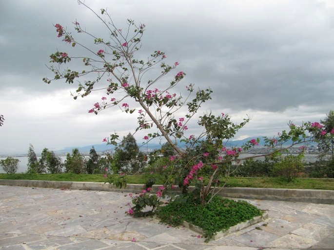 Bauhinia blakeana