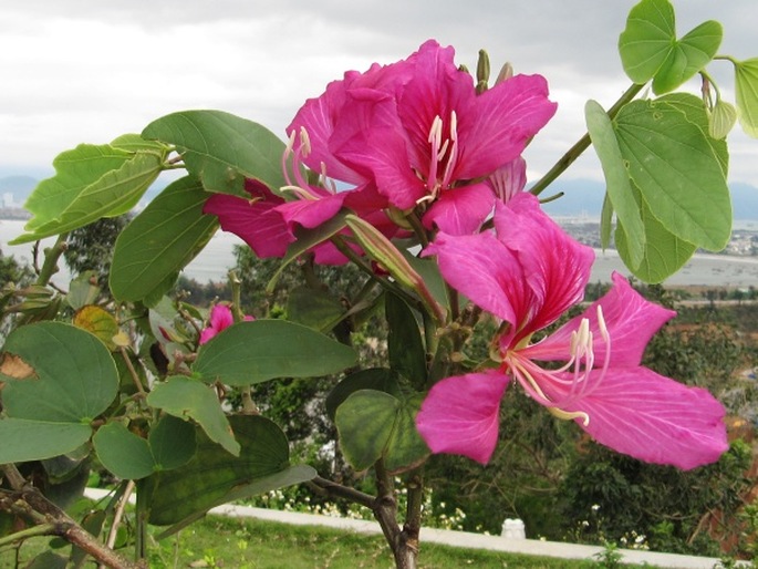 Bauhinia blakeana