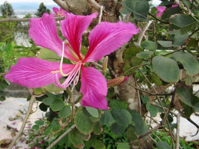 Bauhinia blakeana