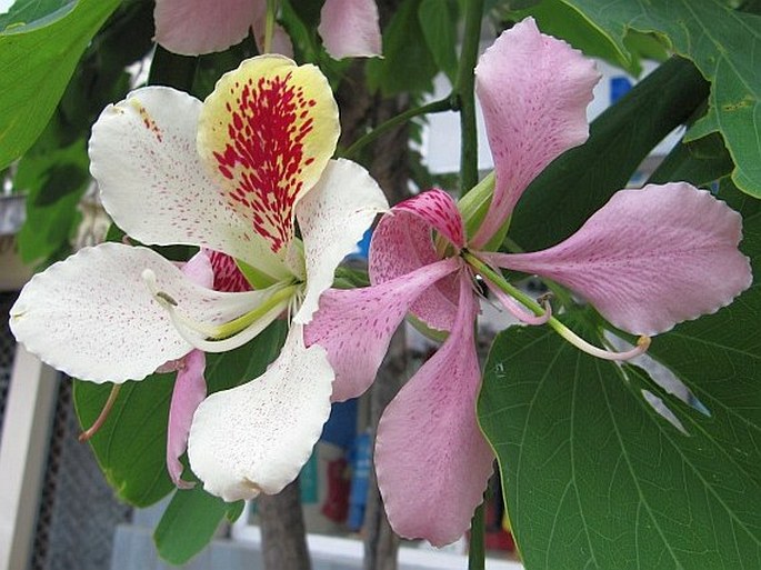 BAUHINIA MONANDRA Kurz – bauhinie