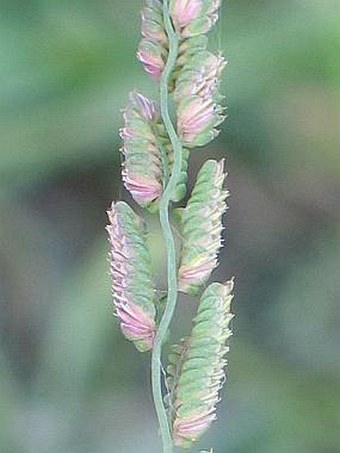 Beckmannia eruciformis