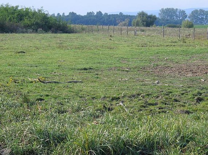 BECKMANNIA ERUCIFORMIS (L.) Host – housenkovec zduřelý / húseníkovec erukovitý