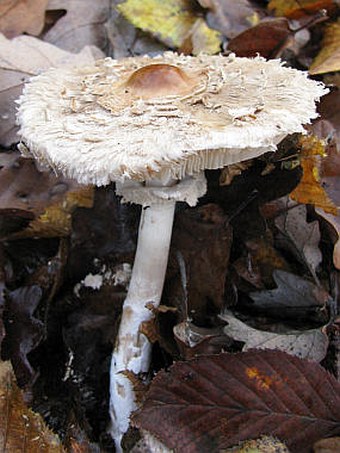 Chlorophyllum rhacodes