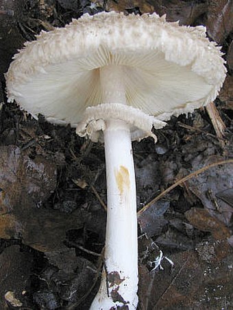 Chlorophyllum rhacodes