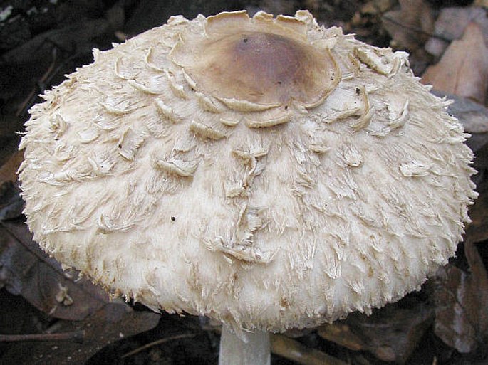 Chlorophyllum rhacodes