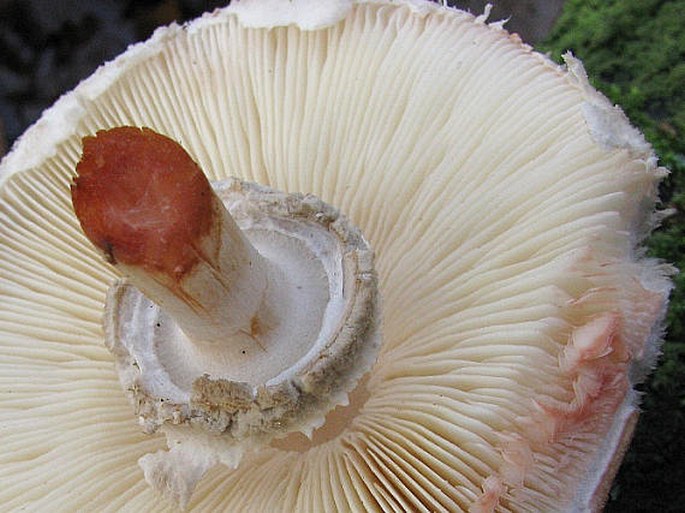 Chlorophyllum rhacodes