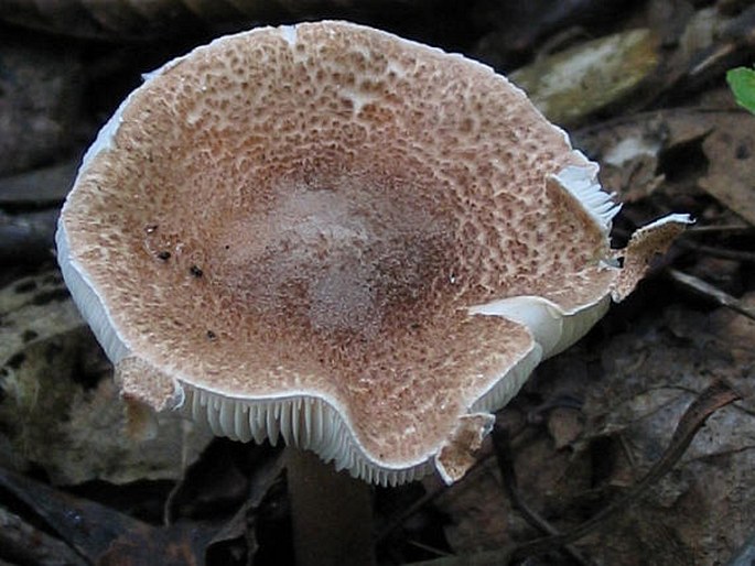 LEPIOTA CASTANEA Quél. - bedla kaštanová / bedlička hnedá