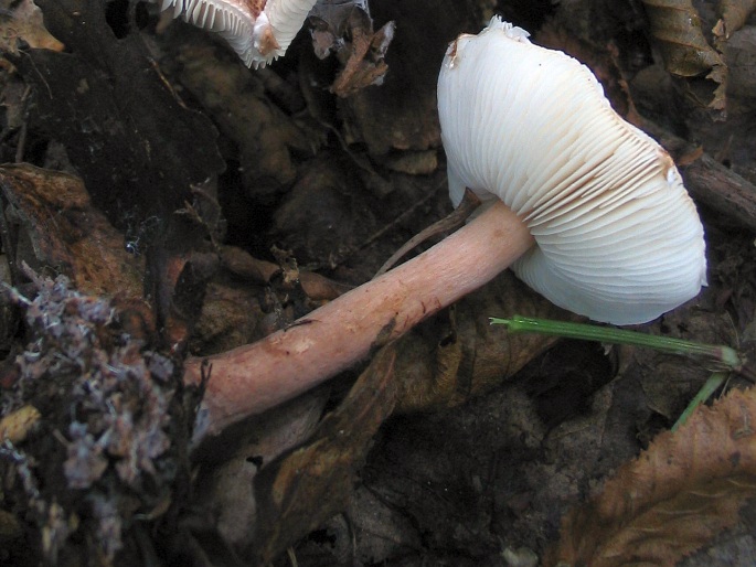 Lepiota castanea